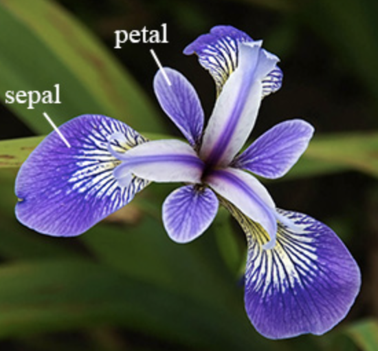Iris logo